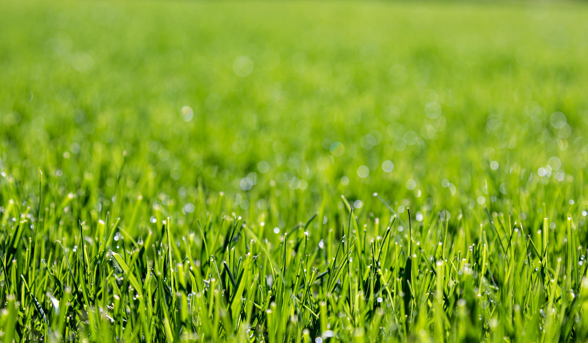 Jak wygląda zakładanie trawnika na wiosnę krok po kroku?